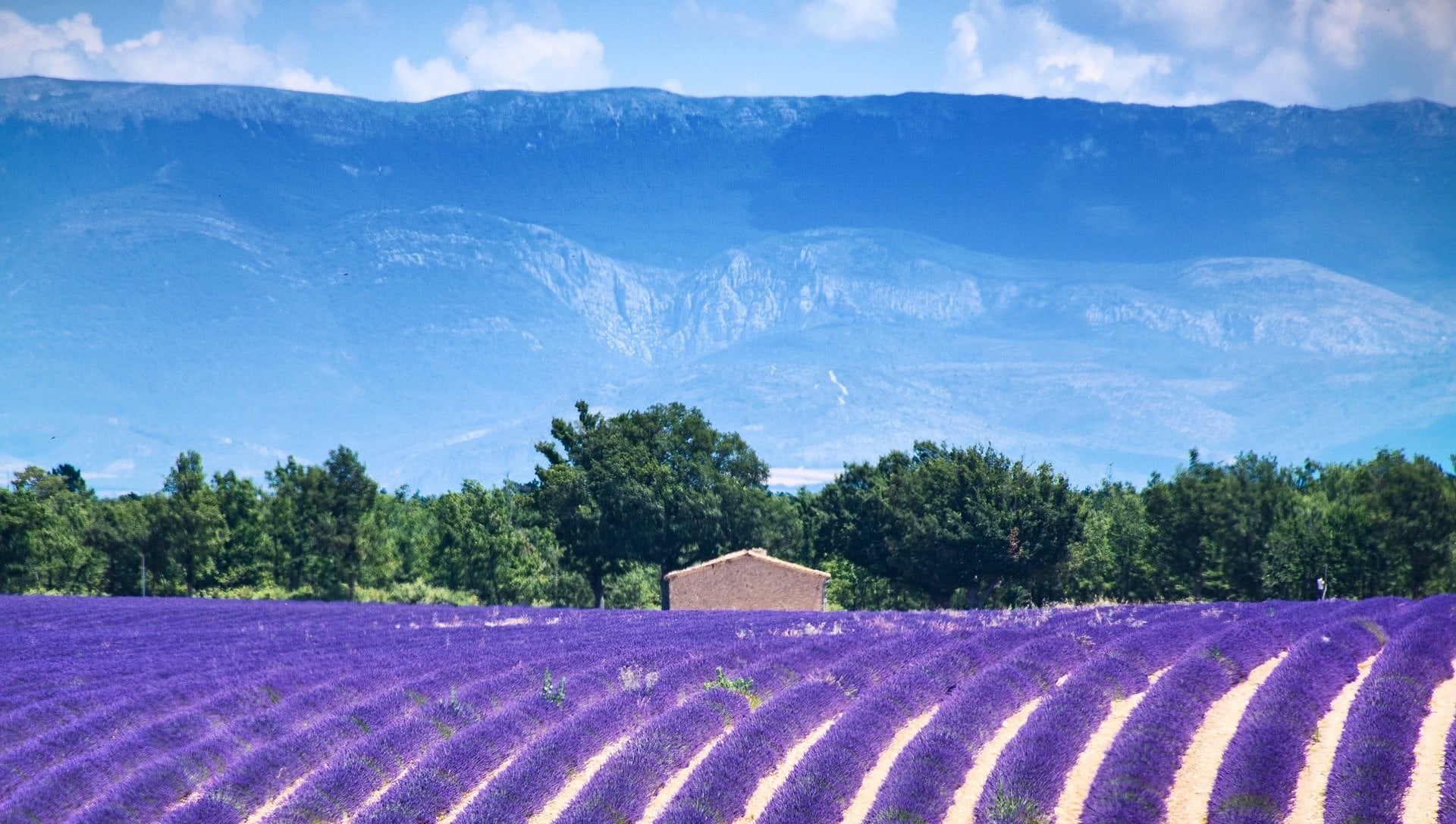 Allo Débouchage professionnel du débouchage et de l'assainissement dans les Alpes de Haute Provence : Champ de lavande